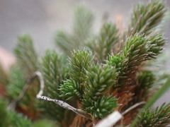 Selaginella densa