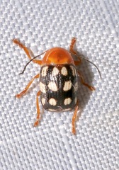 Cryptocephalus guttulatus