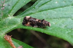 Pristerognatha