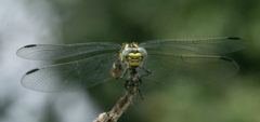 Onychogomphus forcipatus