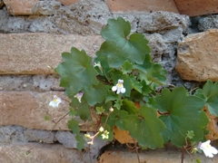 Cymbalaria muralis