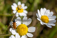 Omophlus syriacus