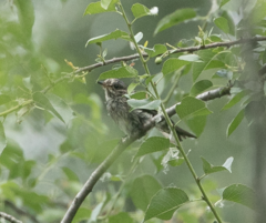 Muscicapa striata