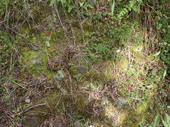 Encalypta rhaptocarpa