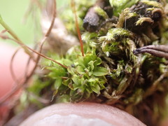 Encalypta rhaptocarpa