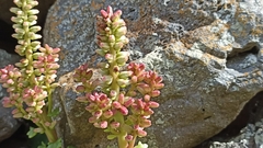 Umbilicus horizontalis