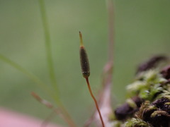 Encalypta rhaptocarpa