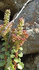 Umbilicus horizontalis