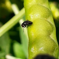 Discomyza