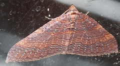 Larentia apotoma