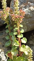 Umbilicus horizontalis