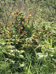 Hypericum androsaemum