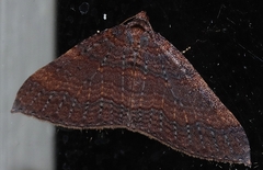 Larentia apotoma