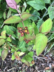 Hypericum androsaemum