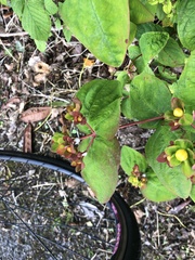 Hypericum androsaemum