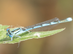 Erythromma lindenii