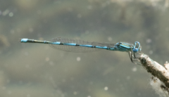 Erythromma lindenii