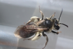 Andrena