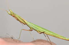 Episcopomantis chalybea