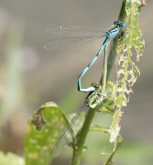 Erythromma lindenii
