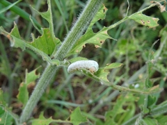Monostegia abdominalis