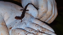 Desmognathus imitator
