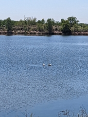 Pelecanus erythrorhynchos