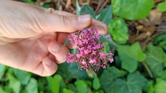 Centranthus ruber