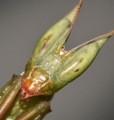 Episcopomantis chalybea