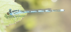 Erythromma lindenii