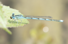 Erythromma lindenii