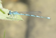 Erythromma lindenii