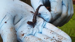 Desmognathus imitator