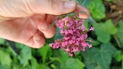 Centranthus ruber
