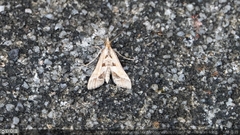 Diasemia accalis