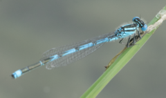 Erythromma lindenii