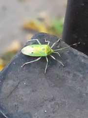 Urolabida