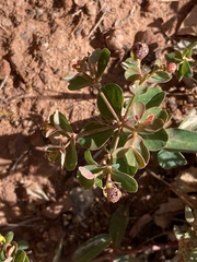 Euphorbia flavicoma