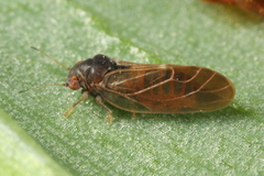 Cacopsylla pruni