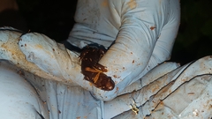 Desmognathus imitator