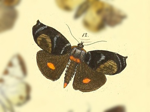 Hyblaea amboinae