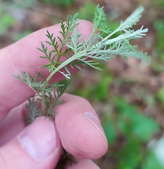 Artemisia abrotanum