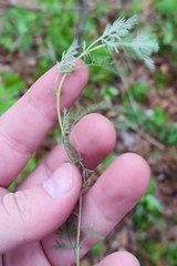 Artemisia abrotanum