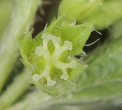 Ditaxis humilis