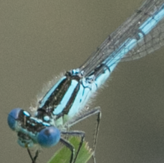 Erythromma lindenii