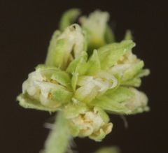Ditaxis humilis