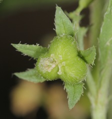 Ditaxis humilis