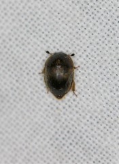 Amphicrossus ciliatus