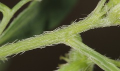 Ditaxis humilis