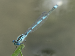 Erythromma lindenii